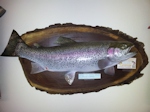 The lake offers trophy trout